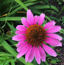 3 when should i plant coneflower seeds? Purple Coneflowers How To Attract Birds Pink Petals Flowers