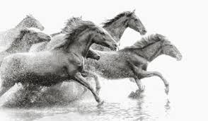 pin by nicole merrick on horse wild horses running wild horses horses pinterest