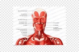 In contrast to veins, arteries carry blood away from the heart. Neck Vein Head Artery Muscle Face Face People Png Pngegg
