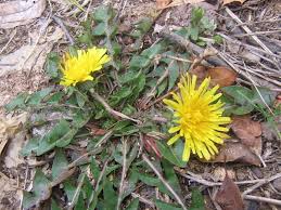 As mentioned before, most tall snaps wont do well here in south florida. Prepping 101 Edible Wild Plants Local Info Is Everything Gunsamerica Digest