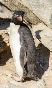 Penguin crazy hair (page 1). Rockhopper Penguin Wikipedia