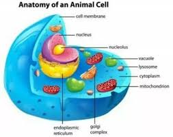Cells are made up of different parts. What Are Eight Organelles In An Animal Cell Quora