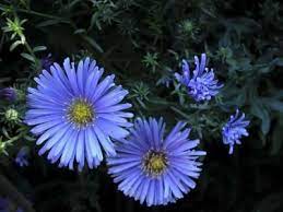 What Plants Or Flowers Grow All Year Long Will Not Die Flowers Perennials Evergreen Flowering Shrubs Aster Flower