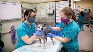 Последние твиты от uc davis health department of emergency medicine (@ucdavisem). Er And Critical Care Function With High Level Despite Massive Caseload Growth School Of Veterinary Medicine