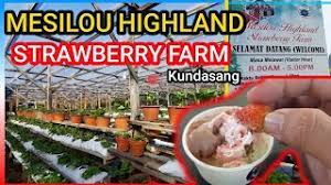 Strawberry farm in kundasang mesilou, kota kinabalu sabah malaysia ✓need to pay entrance fee per head. Makan Strawberry Di Ladang Baru Fresh Kundasang Strawberry Farm Youtube