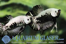 Black betta es una pagina especializada en la cría y comercio del betta splendens y otras. Betta Splendens Black Samurai Aquarium Glaser Gmbh