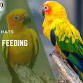 Aviary Feeding Chat event in Gulf Shores, AL