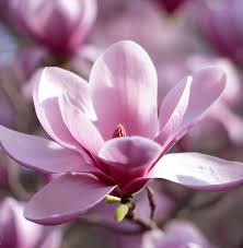Image result for magnolia soulangeana