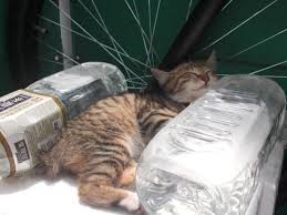 Cara merawat kucing kampung yang berikutnya adalah dengan memandikan. Asal Usul Petua Halau Kucing Dengan Botol Air Merah Iluminasi