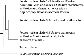 Image result for Lefebvrea longipedicellata
