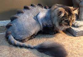 And if you feel inspired to let your precious feline rock a lion cut, you need to keep reading. Lion Cut For Cats Things You Should Know Zooawesome