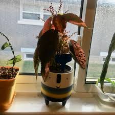 Image result for Acalypha lanceolata