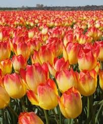 Tulip Suncatcher Triumph Tulips Tulips Flower Bulbs Index Bulb Flowers Tulips Flowers Tulips