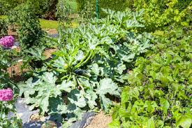 One vigorous zucchini plant can easily supply a family of four. 10 Zucchini Companion Plants 2 Plants To Never Grow With Zucchini