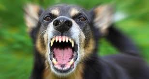 We are your premier dog activity center in scottsdale, az, which makes it easy for you to feel totally at ease when leaving your precious pooch with us for one of our services. 5 Tips To Stop Excessive Barking In Dogs Petcoach