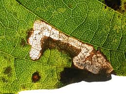 Image result for Stigmella speciosa