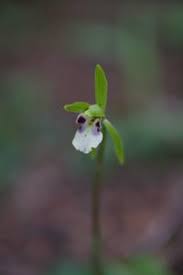 Image result for Disperis virginalis