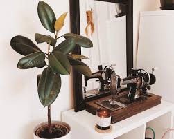 Basic stem cutting and leaf bud cutting. How Fast Do Rubber Plants Grow Indoor Plants World