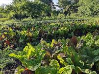 Making the Most of the Gardens Greens!