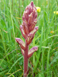 Image result for Orobanche minor