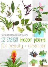 Given the variety of flowers available, it should be easy to get something that matches your needs perfectly. 12 Best Air Purifying Indoor Plants You Won T Kill Plants Easy Indoor Plants Indoor Plants