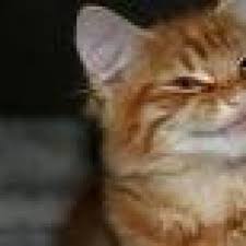 Kater Humpelt Und Rutscht Weg