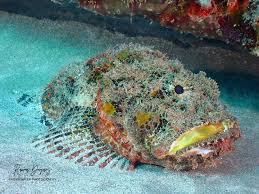 Προφίλ για: ScubaBuceoPR