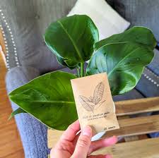 Image result for Strelitzia