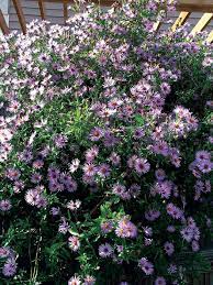 Aster Carolinianus Climbing Aster Spring Plants Deer Resistant Plants Fall Plants
