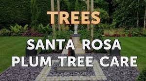 Maybe you would like to learn more about one of these? Santa Rosa Plum Tree Care Youtube