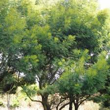 Image result for Acacia decurrens