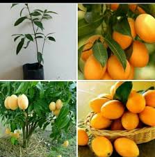 Saya nggak tahu nak, itu anak saya sedang cari tahu apa yang terjadi? Pokok Kundang Madu Hybrid Jual Beli Anak Pokok Dan Bunga Facebook