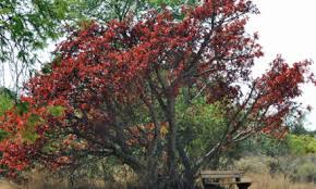 Image result for Ficus ingens