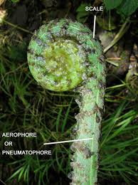 Image result for Fern Green 1952 Chrysler