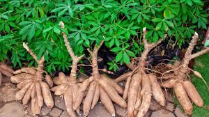 Berdasarkan asalnya, umbi akar dapat dibedakan menjadi dua, yaitu umbi yang terbentuk dari akar tunggang dan umbi yang terbentuk dari akar cabang. Pengertian Vegetatif Alami