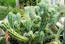 Image result for Myrtillocactus geometrizans