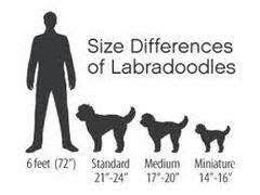 D Dog Size Chart N More Miniature Australian