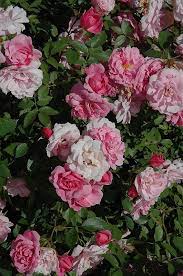 John Davis Rose Rosa John Davis At Lakeshore Garden Centres John Davis Climbing Roses Rose