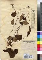 Image result for Sabicea venosa