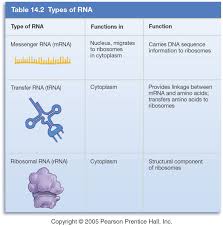 Image Result For Mrna Rrna Trna Biology Dna Genetics