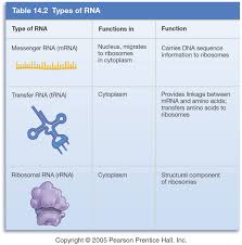 image result for mrna rrna trna biology dna genetics