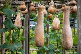 Image result for Lagenaria