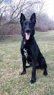 BlackJack Malinois - Home