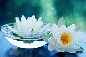 The white lotus doctrines and religious observances, particularly their incense burning ceremonies which in the popular mind came to typify them, merged with the doctrines and rituals of the maitreyan sectarians; White Lotus Flower By Mahi Krishna International White Lotus Flower From Udaipur Id 4613276