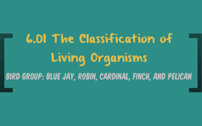 6 01 The Classification Of Living Organisms By Justin Taylor