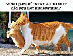 Pin By Tatyana On Funny In 2020 Funny Grumpy Cat Memes Funny Animals Grumpy Cat Humor