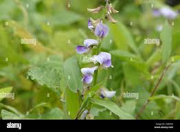 Image result for Crotalaria verrucosa