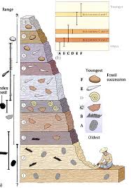 Fossils Lessons Tes Teach