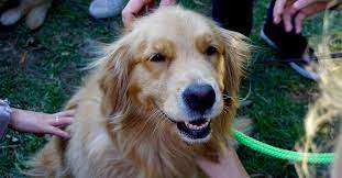 Maybe you would like to learn more about one of these? Golden Retriever Rescues In Every State 81 Rescues Golden Hearts