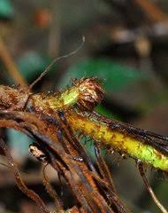 Image result for Christella gueinziana